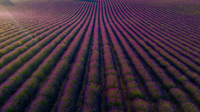 Aerial view of vibrant lavender fields in rows during the golden hour in Valensole, Provence-Alpes-Cote d'Azur, France.