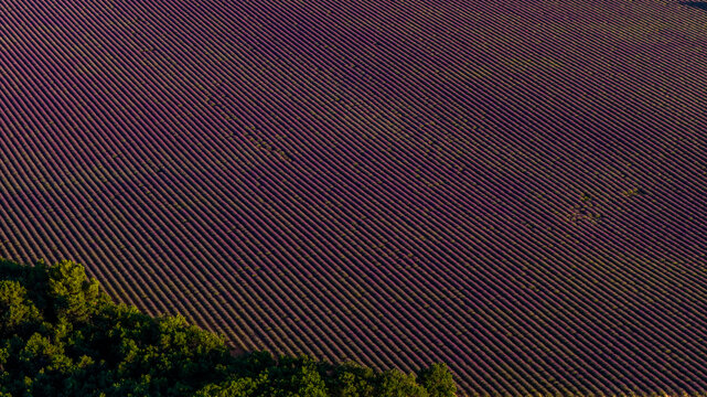 Aerial view of vibrant lavender fields in neat rows bordering a cluster of green trees in Valensole, Provence-Alpes-Cote d'Azur, France.