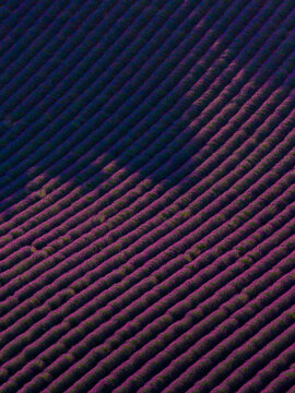 Aerial view of vibrant purple lavender fields arranged in neat, rhythmic rows across the rolling landscape of Valensole, Provence-Alpes-Cote d'Azur, France.