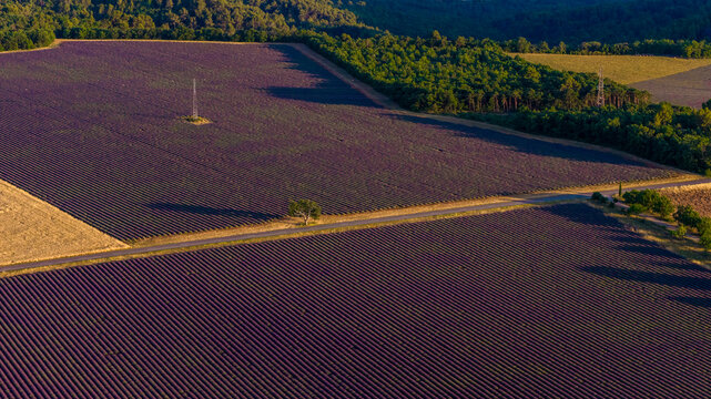 Aerial view of vibrant purple lavender fields in full bloom, bisected by a rural road with a lone tree and surrounding forest in Valensole, Provence-Alpes-Cote d'Azur, France.