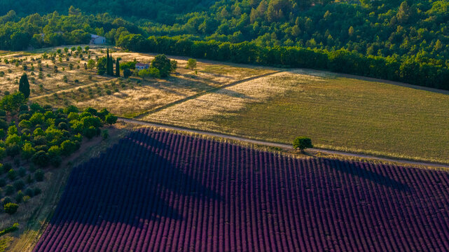 Aerial view of vibrant lavender fields in full bloom with rows of purple flowers, bordered by lush green trees and golden wheat fields in Valensole, Provence-Alpes-Cote d'Azur, France.