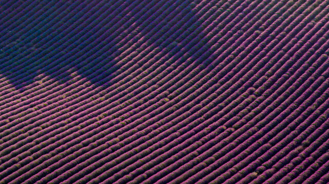 Aerial view of vibrant purple lavender fields in rows in Valensole, Provence-Alpes-Cote d'Azur, France.