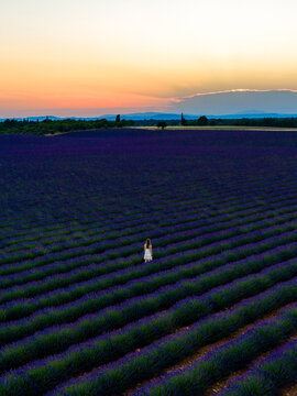 Aerial view of a woman standing in a vast blooming lavender field at sunset with rows of purple flowers stretching towards the horizon in Valensole, Provence-Alpes-Cote d'Azur, France.