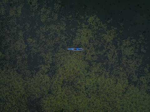Aerial view of a small boat floating on the Red Lotus Lake, surrounded by dense green lotus pads in Chae Lae, Udon Thani, Thailand.