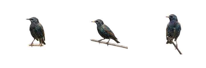 European Starling PNG Graphics Set, Isolated Realistic Common Starling Birds Perched on Branches in Different Poses, High Resolution Wildlife Clipart for Nature and Animal Design Projects