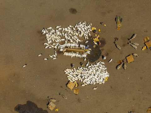 Aerial view of a large herd of goats gathered around feeding troughs in the arid landscape of Wajir, Wajir County, Kenya.