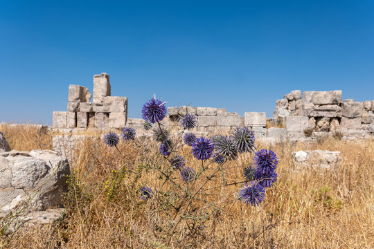 View of purple globe thistle flowers blooming in front of the ancient stone ruins of the Umayyad Palace in Amman, Amman Governorate, Jordan.