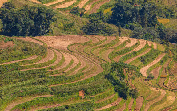 Aerial view of the terraced rice fields at Doc Tham Ma, showcasing the intricate curves of the landscape, lush green vegetation, and golden harvested crops in Pho Bang, Tuyen Quang, Vietnam.