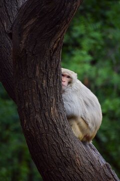 Monkey on tree