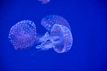 Spotted jellyfish glowing in blue water inside a public aquarium © Anna Baranova