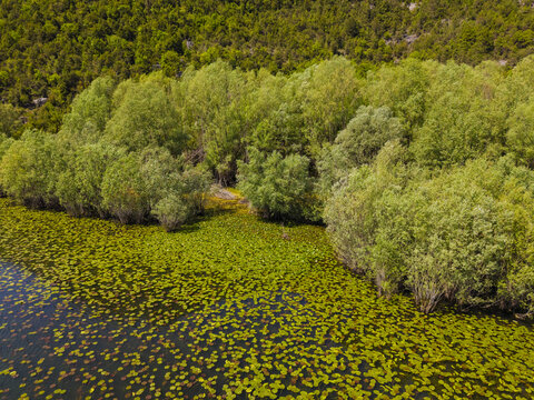 Aerial view of Pavlova Strana Rijeka with lush trees along the riverbank covered in lily pads in Rijeka Crnojevica, Prijestonica Cetinje, Montenegro.