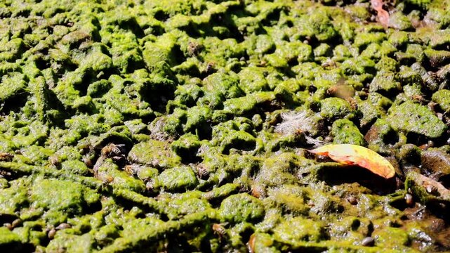 Bright green moss and algae cover a damp rocky surface near the water under sunlight. A single yellow leaf stands out against the natural texture of plant cover.