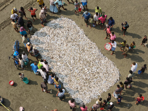 Cox's Bazar, Bangladesh - 10 April 2026: Aerial view of Cox's Bazar Sea Beach with a large catch of fish spread out on the sand, surrounded by local fishermen and people.