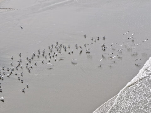 Cox's Bazar, Bangladesh - 10 April 2026: Aerial view of a flock of seagulls on the wet sand of Cox's Bazar Sea Beach, with gentle waves washing the shore.