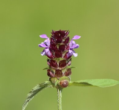 Prunella vulgaris (common selfheal) blooming in a meadow