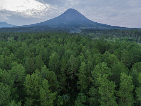 Aerial view of the lush pine forest surrounding Jurang Jero Outbound and Camping Ground with the majestic Mount Merapi volcano in the background in Kecamatan Dukun, Jawa Tengah, Indonesia.