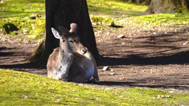 The fallow deer, Dama mesopotamica is a ruminant mammal belonging to the family Cervidae.