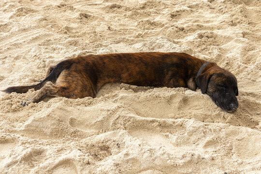 Sleeping dog @ Port Barton, The Philippines