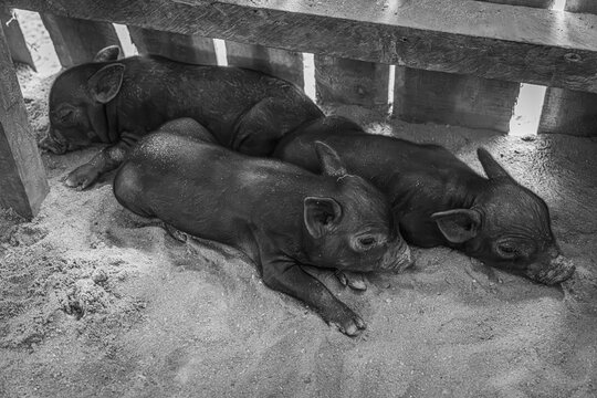 Little Pigs @ Port Barton, The Philippines