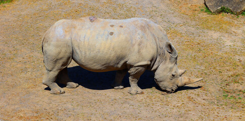 The white rhinoceros or square-lipped rhinoceros cub is the largest extant species of rhinoceros. It has a wide mouth used for grazing and is the most social of all rhino species