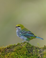 blue tit on a branch © Mubin