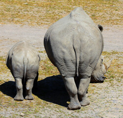 The white rhinoceros or square-lipped rhinoceros cub and mother are the largest extant species of rhinoceros. It has a wide mouth used for grazing and is the most social of all rhino species