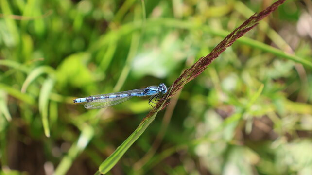 View of a blue damselfly resting on a blade of grass near Lac de Taney in Vouvry, Valais, Switzerland.