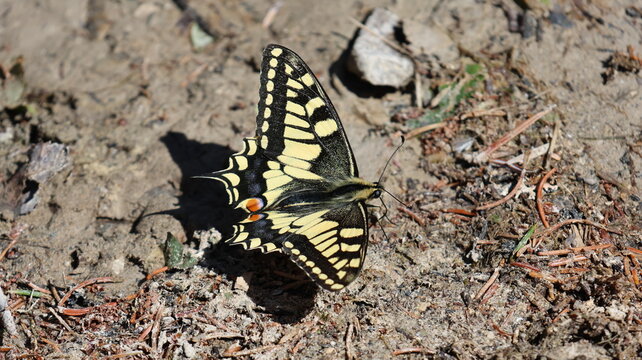View of a swallowtail butterfly resting on the dirt ground near Lac de Taney, Vouvry, Valais, Switzerland.