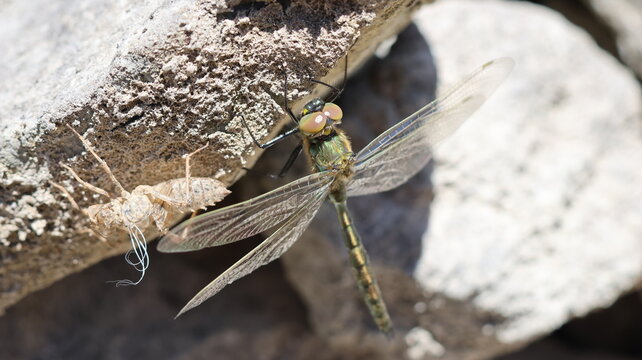 View of a newly emerged dragonfly resting on a rock next to its empty exuvia at Lac de Taney, Vouvry, Valais, Switzerland.