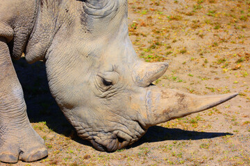 The white rhinoceros or square-lipped rhinoceros cub is the largest extant species of rhinoceros. It has a wide mouth used for grazing and is the most social of all rhino species