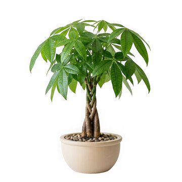 Pachira aquatica money tree plant in a ceramic pot isolated on transparent background