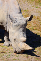 The white rhinoceros or square-lipped rhinoceros cub is the largest extant species of rhinoceros.  It has a wide mouth used for grazing and is the most social of all rhino species © Daniel Meunier
