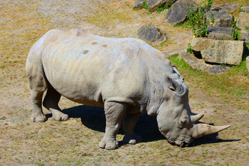 The white rhinoceros or square-lipped rhinoceros cub is the largest extant species of rhinoceros. It has a wide mouth used for grazing and is the most social of all rhino species