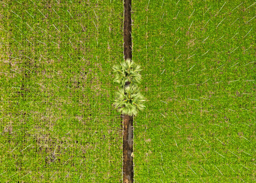 Aerial view of vibrant green rice paddy fields divided by a narrow path with two palm trees in Guntur, Andhra Pradesh, India.