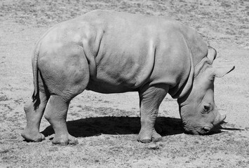 The white rhinoceros or square-lipped rhinoceros cub is the largest extant species of rhinoceros.  It has a wide mouth used for grazing and is the most social of all rhino species © Daniel Meunier