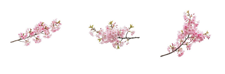 Fototapeta premium Set of three blooming pink cherry blossom branches and sakura flowers isolated on a transparent white background, lovely botanical graphic assets for spring designs, wedding cards, and seasonal creati