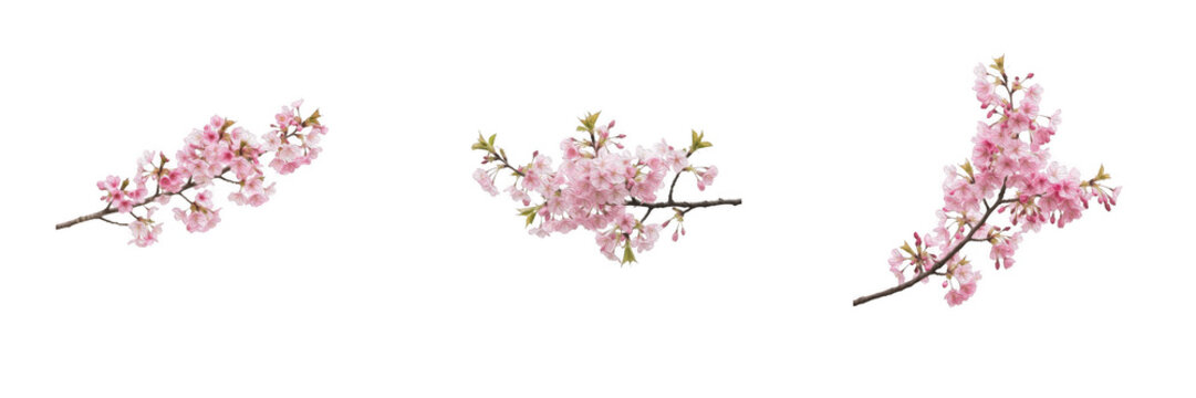 Set of three blooming pink cherry blossom branches and sakura flowers isolated on a transparent white background, lovely botanical graphic assets for spring designs, wedding cards, and seasonal creati