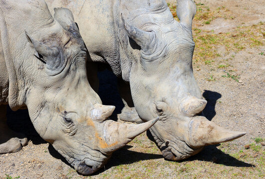 The white rhinoceros or square-lipped rhinoceros is the largest extant species of rhinoceros.  It has a wide mouth used for grazing and is the most social of all rhino species
