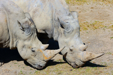 The white rhinoceros or square-lipped rhinoceros is the largest extant species of rhinoceros.  It has a wide mouth used for grazing and is the most social of all rhino species © Daniel Meunier
