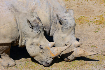 The white rhinoceros or square-lipped rhinoceros is the largest extant species of rhinoceros. It has a wide mouth used for grazing and is the most social of all rhino species