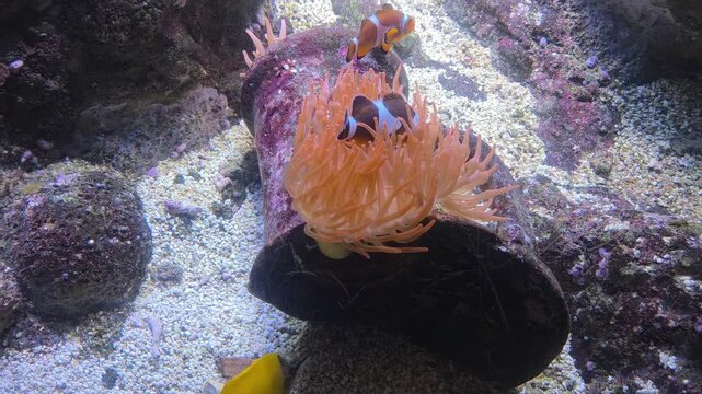 Panning tracking shot of clownfish swimming among sea anemone on rocky sandy substrate inside aquarium tank