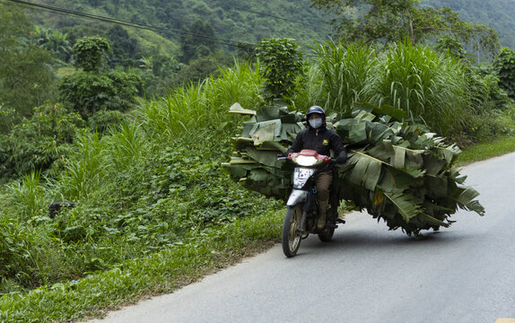 Hoan Kiem, Ha Noi, Vietnam - 06 October 2025: View of a person riding a motorbike loaded with large green banana leaves along a rural road surrounded by lush vegetation.