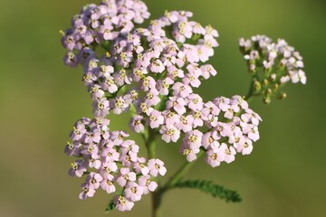 Common yarrow (Achillea millefolium) wild medicinal plant blooming in a meadow © Rita Puteikytė