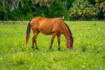 Obraz premium Brown domestic horse grazing on green grass with small white flowers in a pasture.