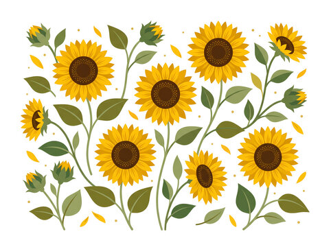 Bright yellow sunflowers in a row illustration isolated on transparent background