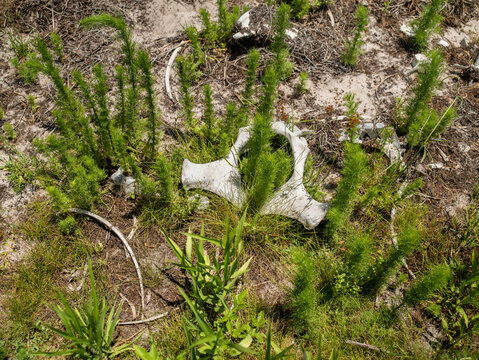 Dry white pelvis bone of a cow or bull on the ground among green forest plants.