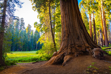Obraz premium Giant sequoia base next to green Crescent Meadow in Sequoia National Park California