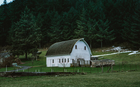 View of a white barn with a gambrel roof set against a dense evergreen forest in a rural landscape in Port Angeles, Washington, United States.