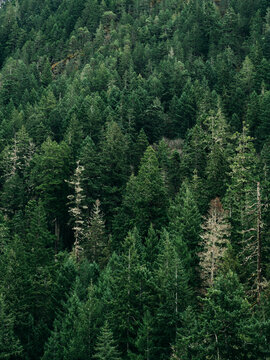 View of a dense evergreen forest with coniferous trees and scattered light-colored dead trees in Port Angeles, Washington, United States.