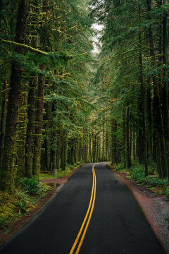 View of a winding asphalt road flanked by tall, moss-covered evergreen trees in a dense forest in Port Angeles, Washington, United States.